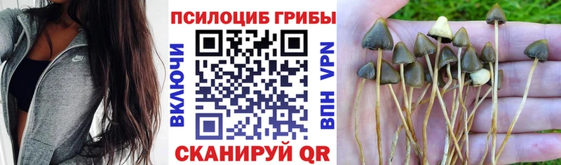 Псилоцибиновые грибы мицелий  закладки  Ясный 